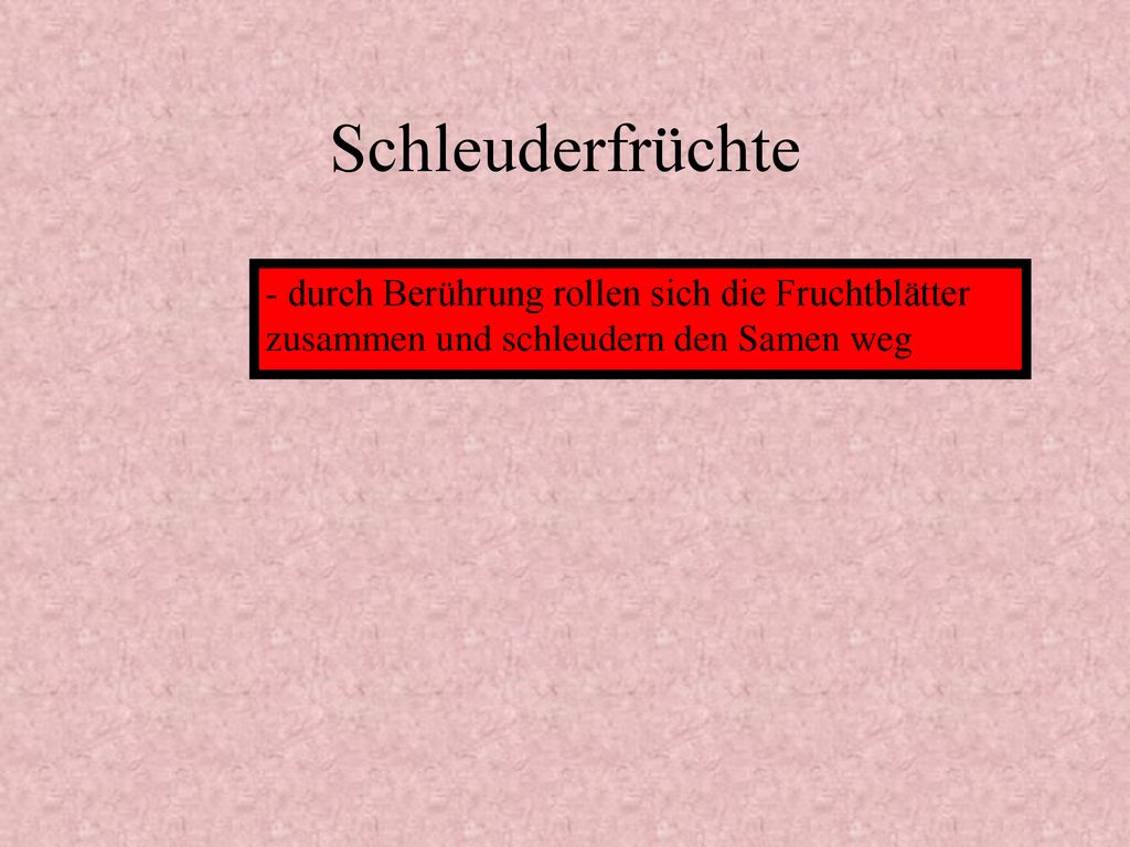 Schleuderfrüchte - durch Berührung rollen sich die Fruchtblätter zusammen und schleudern den Samen weg.