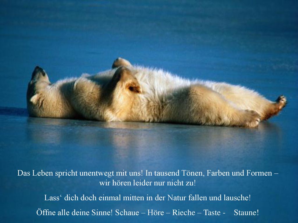 Lass‘ dich doch einmal mitten in der Natur fallen und lausche!