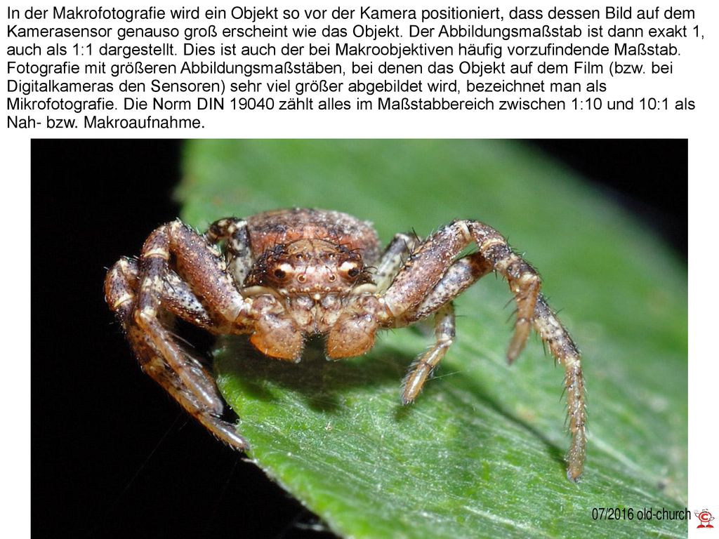 In der Makrofotografie wird ein Objekt so vor der Kamera positioniert, dass dessen Bild auf dem Kamerasensor genauso groß erscheint wie das Objekt.