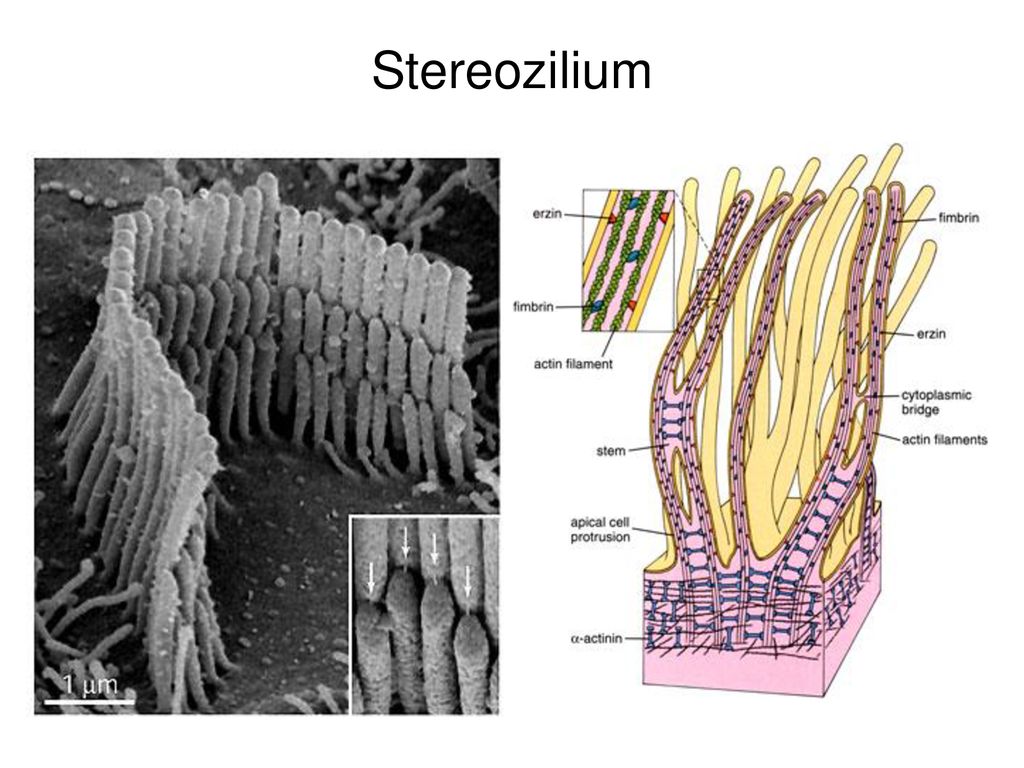 Stereozilium
