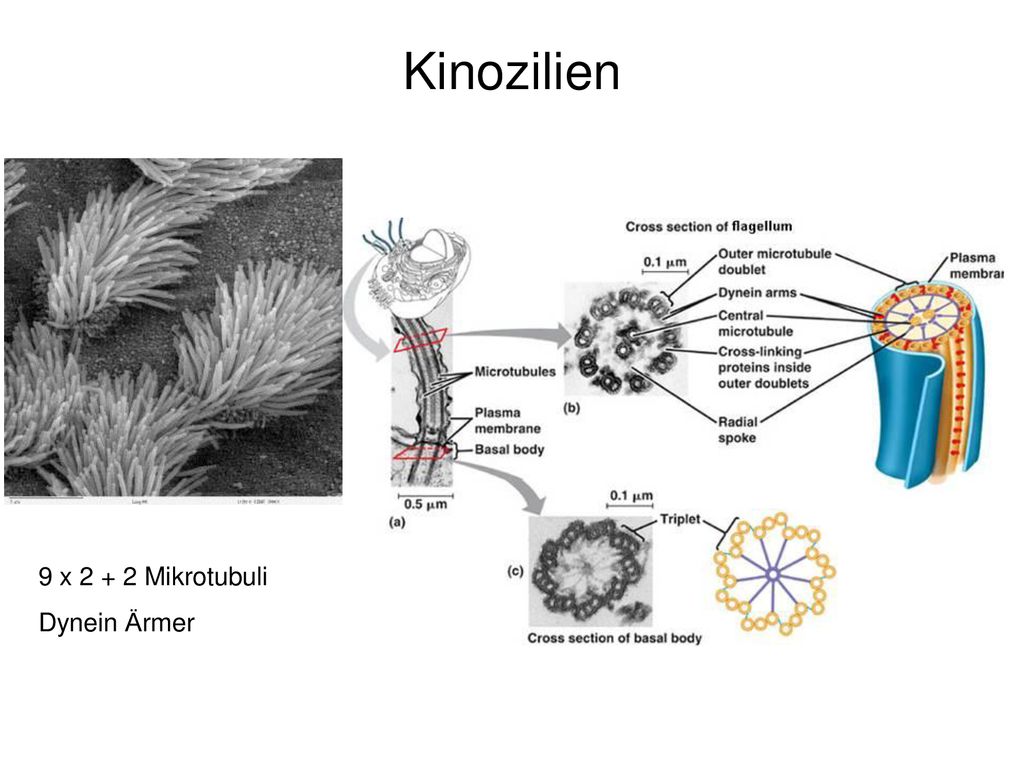 Kinozilien 9 x Mikrotubuli Dynein Ärmer