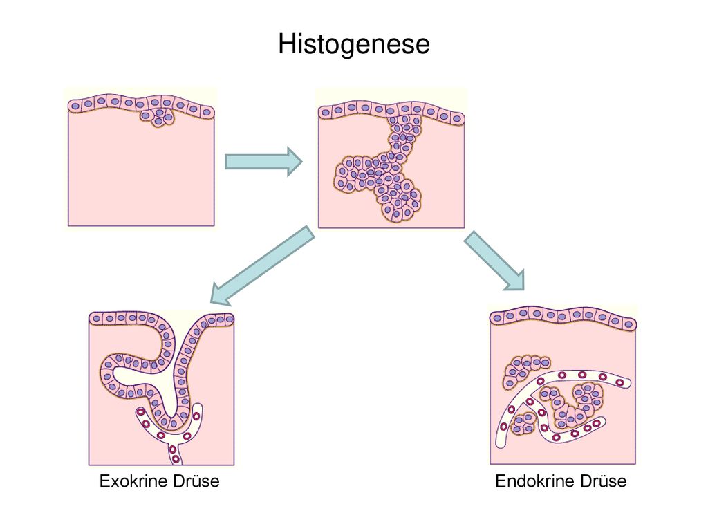 Histogenese Exokrine Drüse Endokrine Drüse