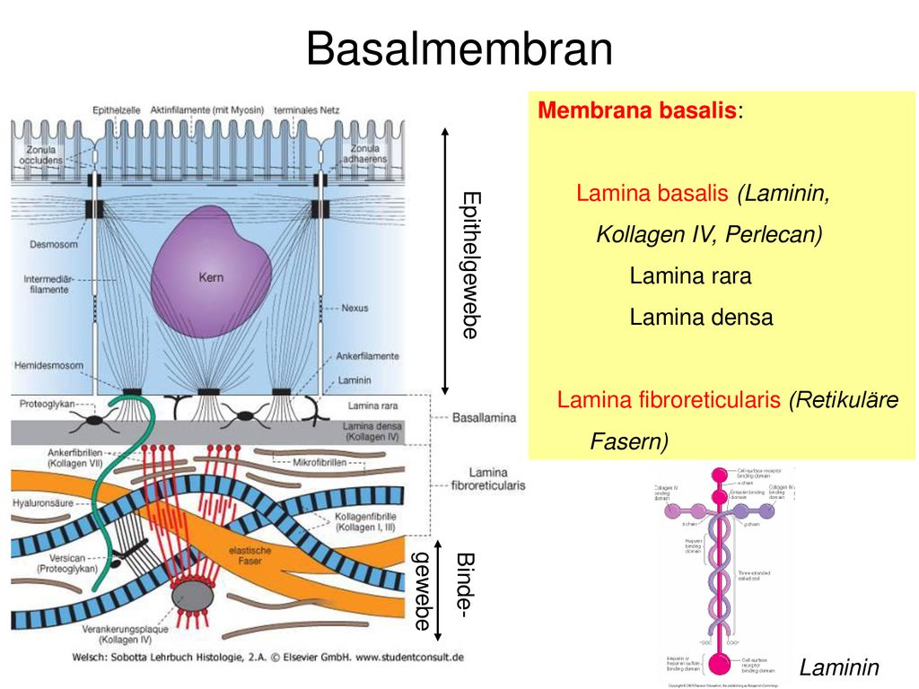 Basalmembran Membrana basalis: Lamina basalis (Laminin,