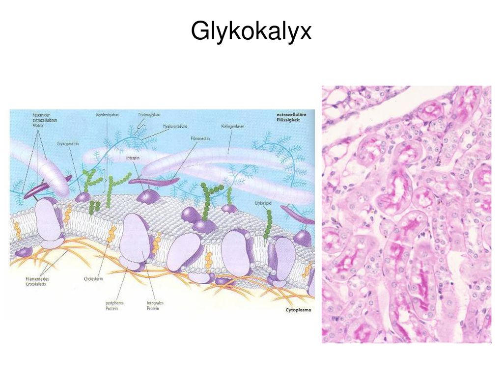 Glykokalyx