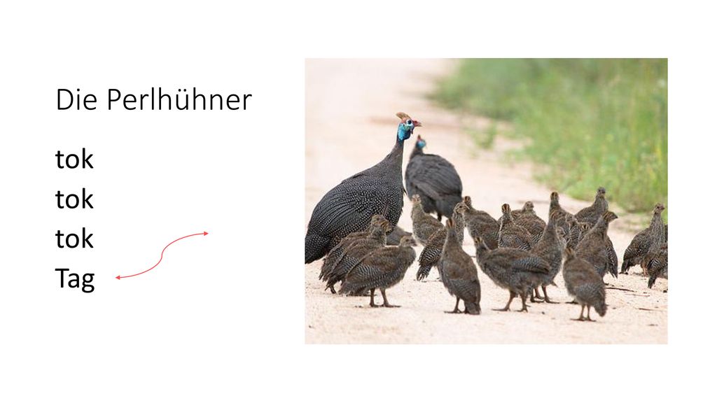 Die Perlhühner tok Tag