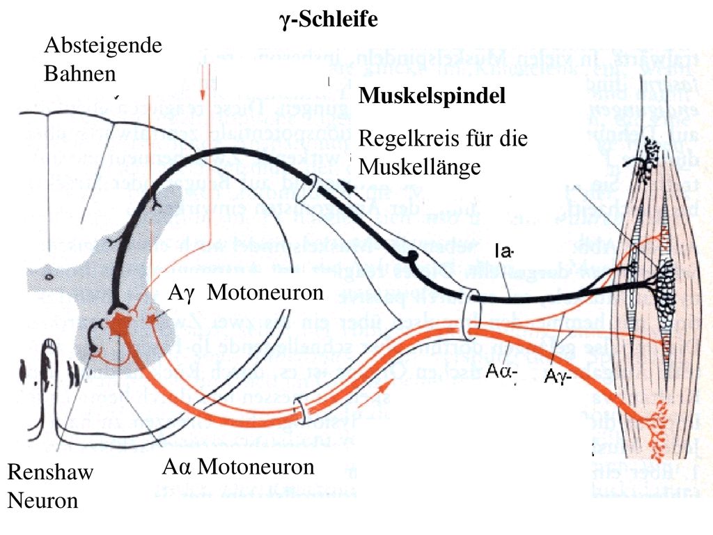 γ-Schleife Absteigende Bahnen. Muskelspindel. Regelkreis für die Muskellänge. Aα. Aγ Motoneuron.