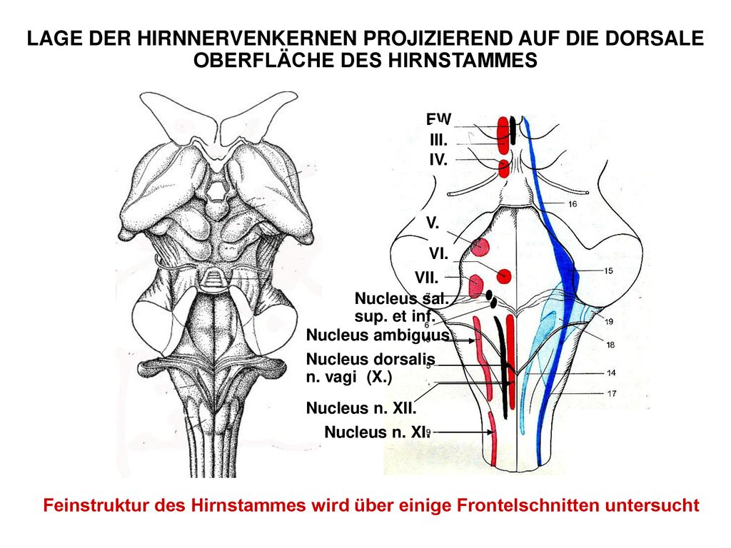 LAGE DER HIRNNERVENKERNEN PROJIZIEREND AUF DIE DORSALE OBERFLÄCHE DES HIRNSTAMMES