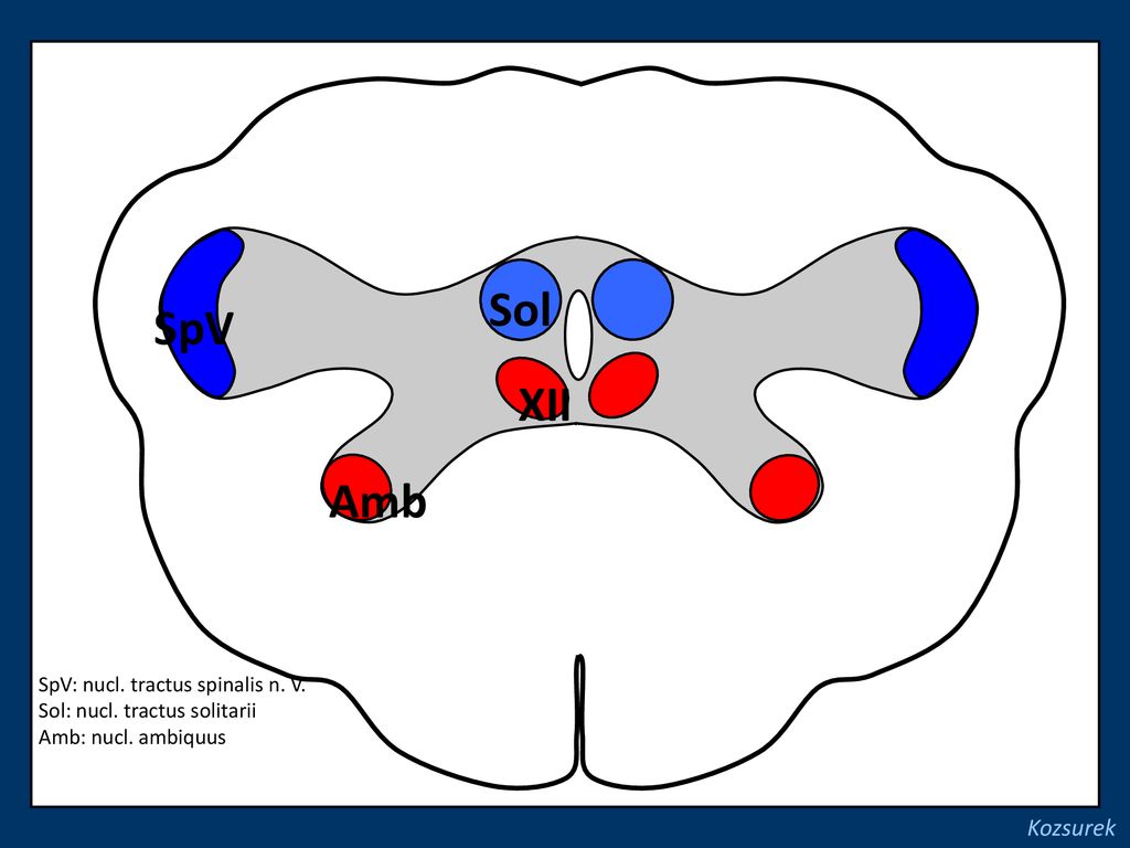 Sol SpV XII Amb Kozsurek SpV: nucl. tractus spinalis n. V.