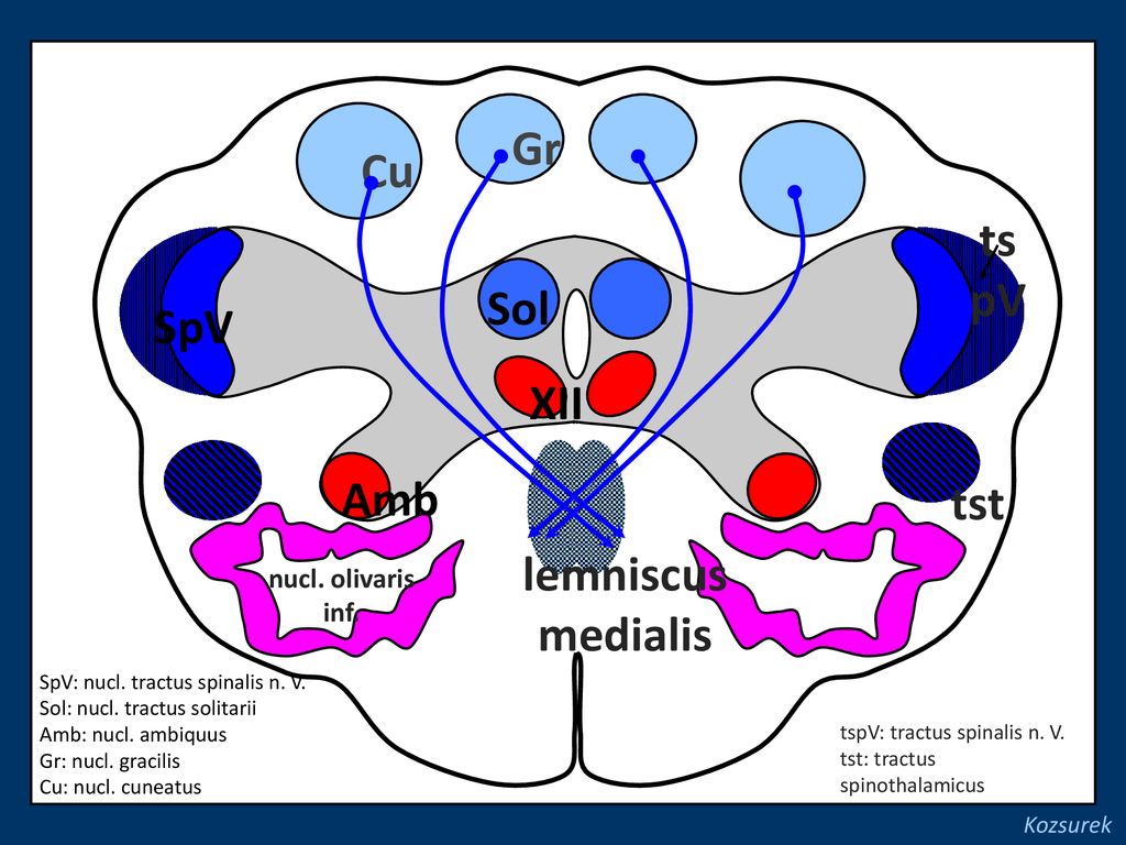 Gr Cu tspV Sol SpV XII Amb tst lemniscus medialis