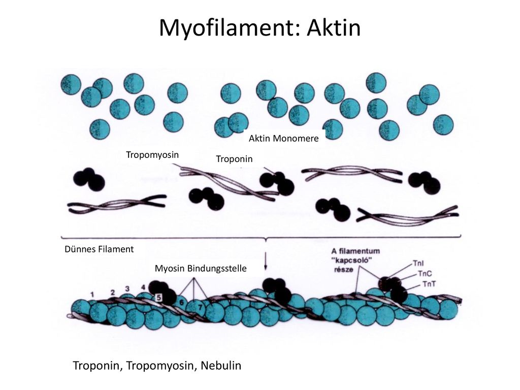 Myofilament: Aktin Troponin, Tropomyosin, Nebulin Aktin Monomere