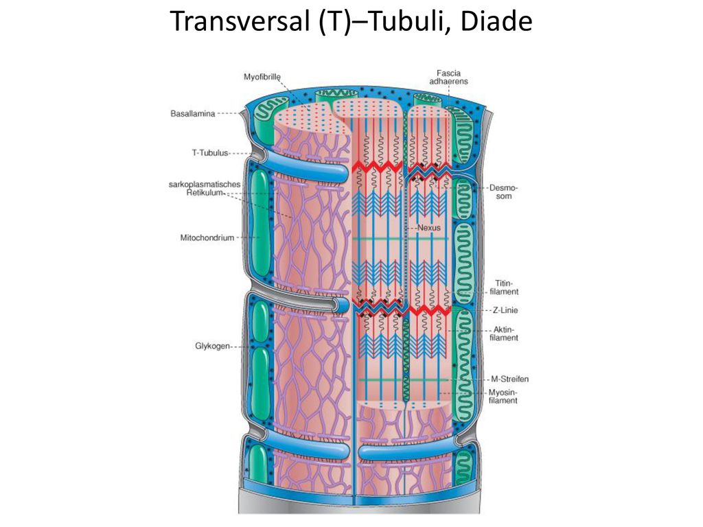 Transversal (T)–Tubuli, Diade