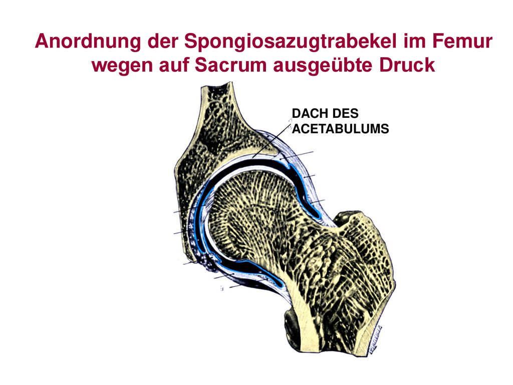 Anordnung der Spongiosazugtrabekel im Femur wegen auf Sacrum ausgeübte Druck
