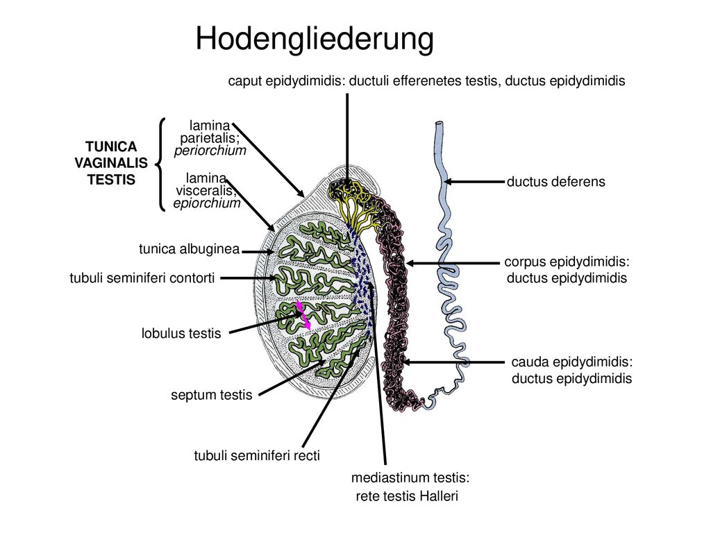 Hodengliederung caput epidydimidis: ductuli efferenetes testis, ductus epidydimidis. lamina. visceralis;
