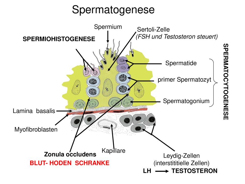 Anatomie und Histologie des Hodens Spermatogenese - ppt herunterladen