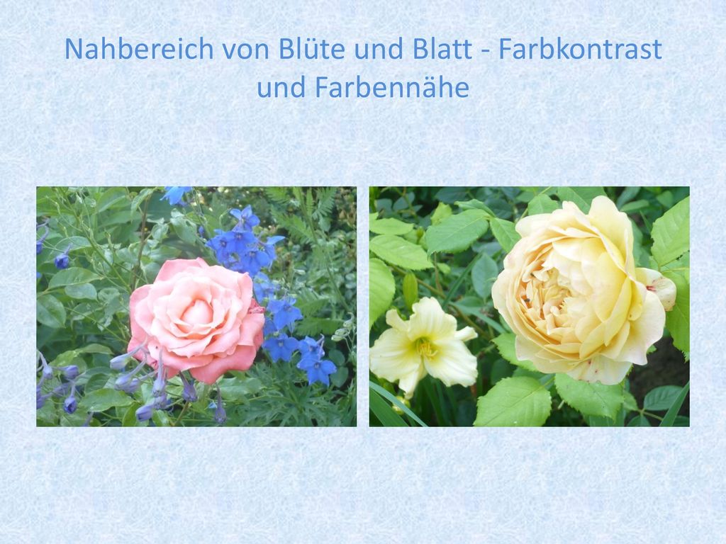 Nahbereich von Blüte und Blatt - Farbkontrast und Farbennähe
