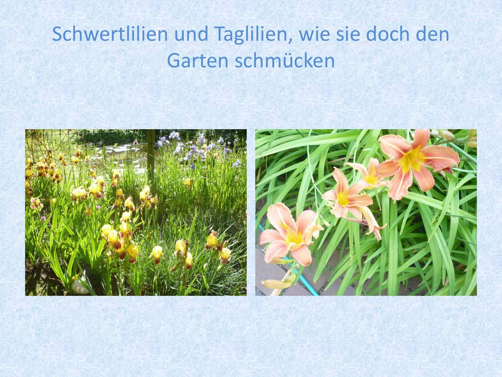 Schwertlilien und Taglilien, wie sie doch den Garten schmücken