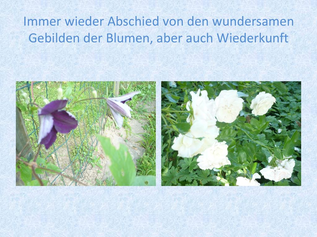 Immer wieder Abschied von den wundersamen Gebilden der Blumen, aber auch Wiederkunft