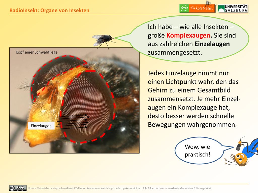 Ich habe – wie alle Insekten – große Komplexaugen. Sie sind