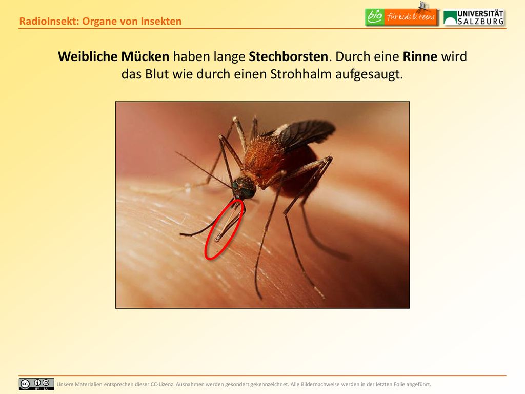 Weibliche Mücken haben lange Stechborsten. Durch eine Rinne wird