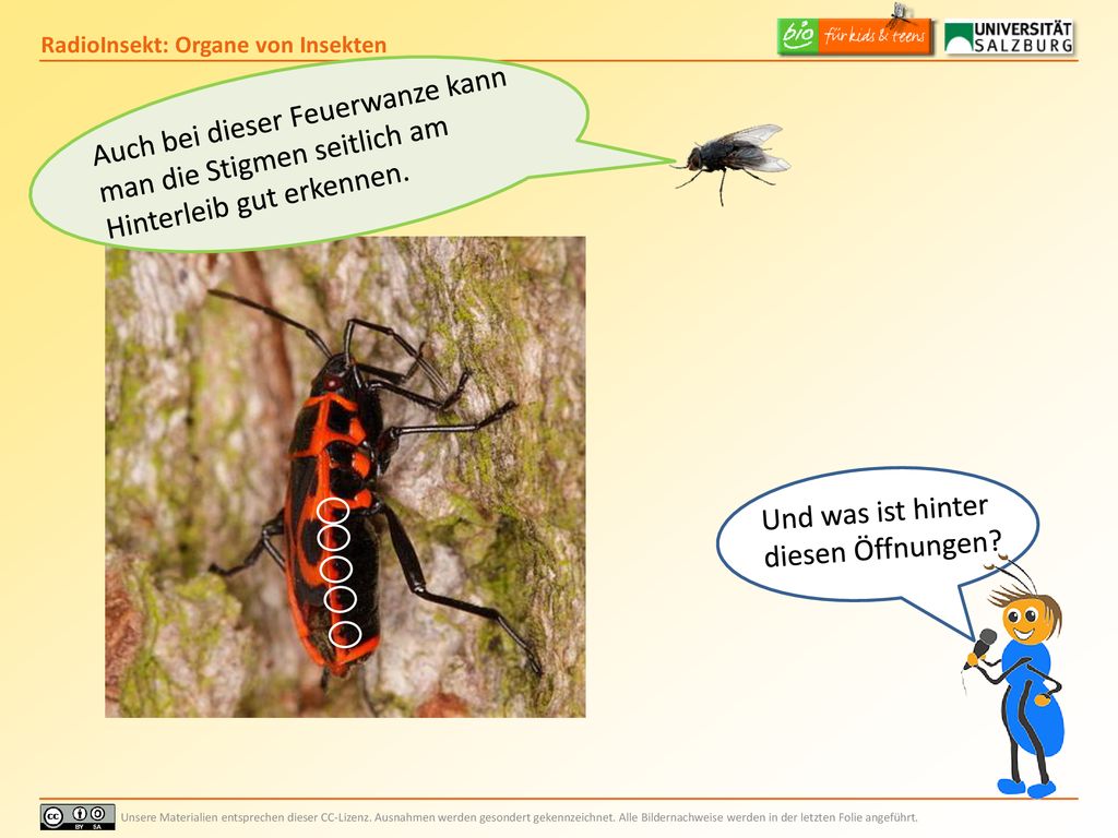Auch bei dieser Feuerwanze kann man die Stigmen seitlich am Hinterleib gut erkennen.
