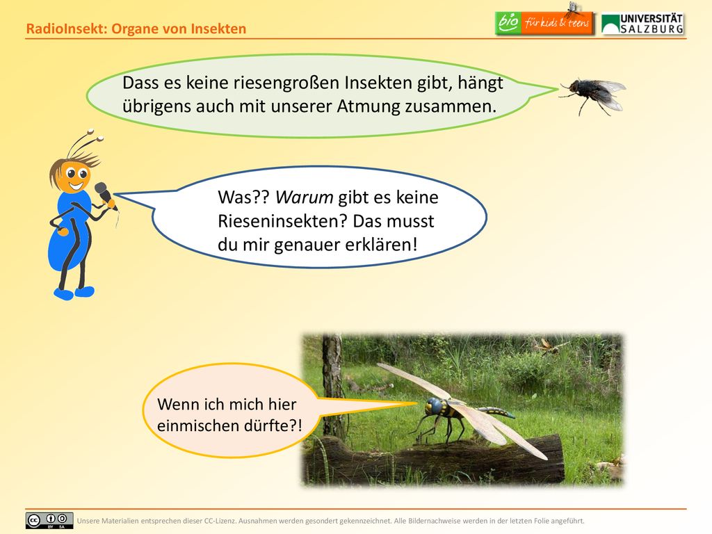 Dass es keine riesengroßen Insekten gibt, hängt übrigens auch mit unserer Atmung zusammen.