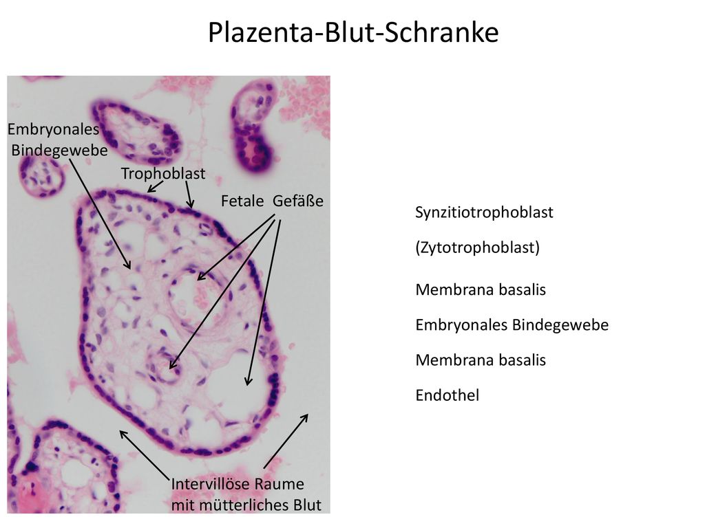 Plazenta-Blut-Schranke