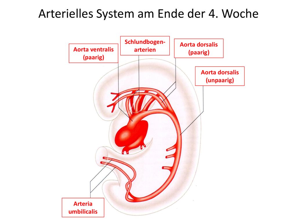 Schlundbogen-arterien