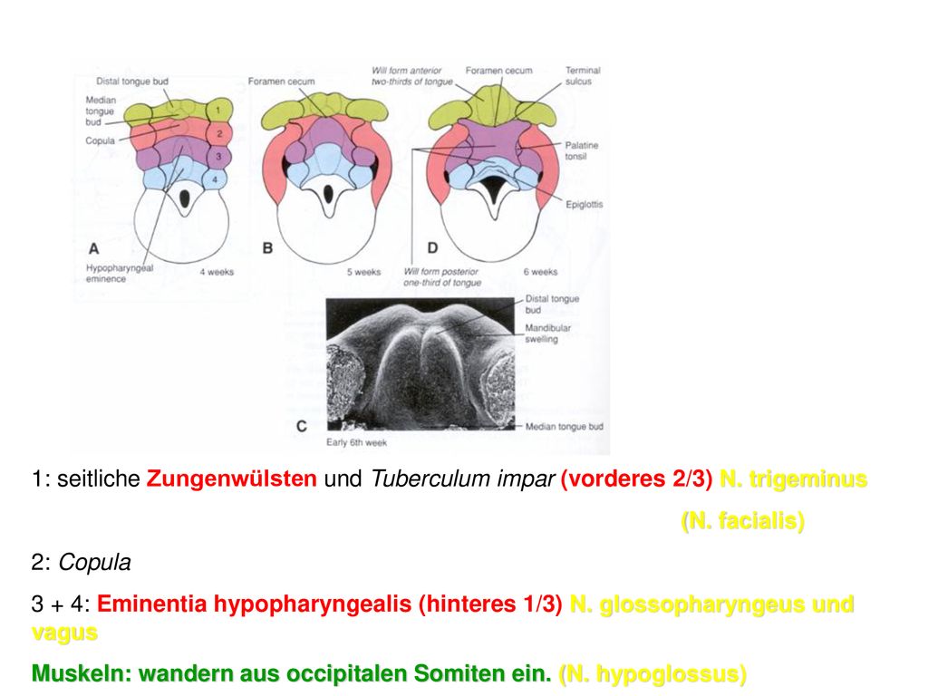 1: seitliche Zungenwülsten und Tuberculum impar (vorderes 2/3) N