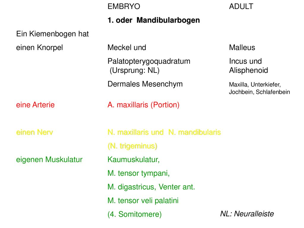 EMBRYO ADULT 1. oder Mandibularbogen. Ein Kiemenbogen hat. einen Knorpel Meckel und Malleus.