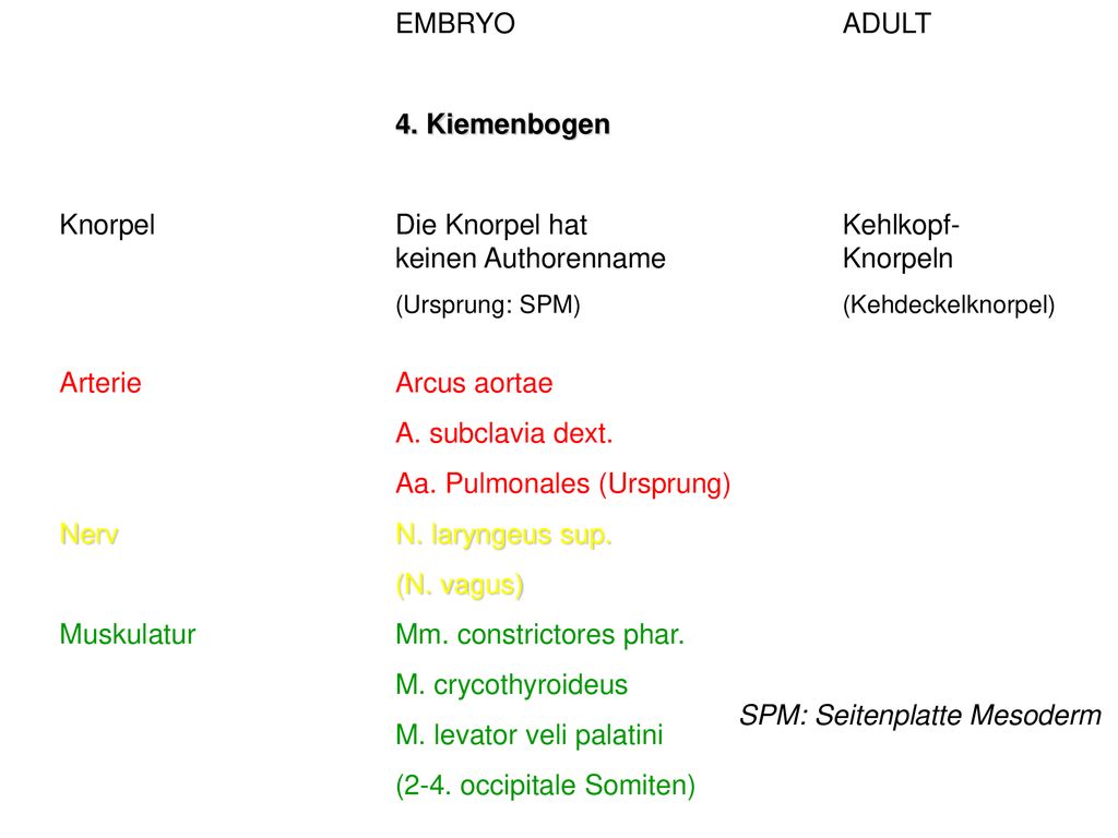 Knorpel Die Knorpel hat Kehlkopf- keinen Authorenname Knorpeln