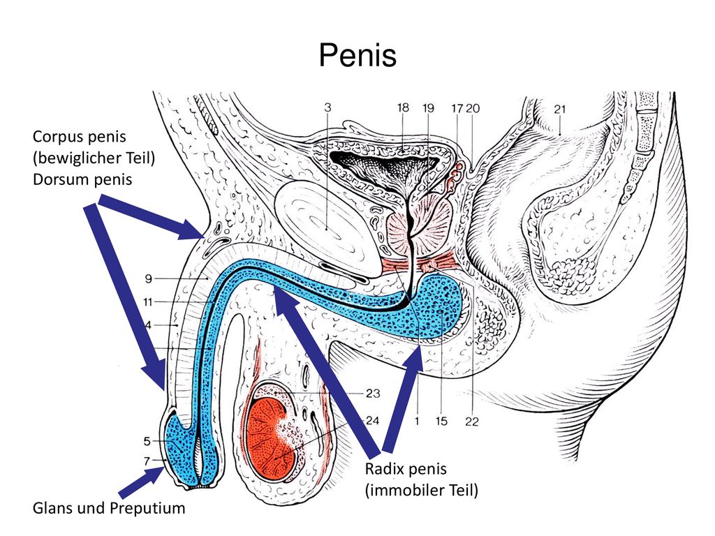 Penis Corpus penis (bewiglicher Teil) Dorsum penis