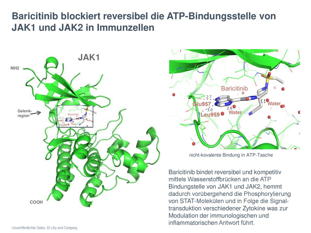 Baricitinib blockiert reversibel die ATP-Bindungsstelle von JAK1 und JAK2 in Immunzellen