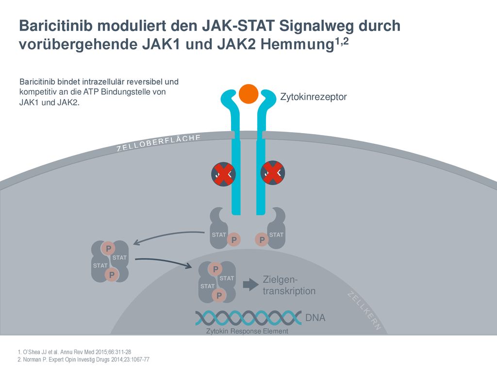 Baricitinib moduliert den JAK-STAT Signalweg durch vorübergehende JAK1 und JAK2 Hemmung1,2