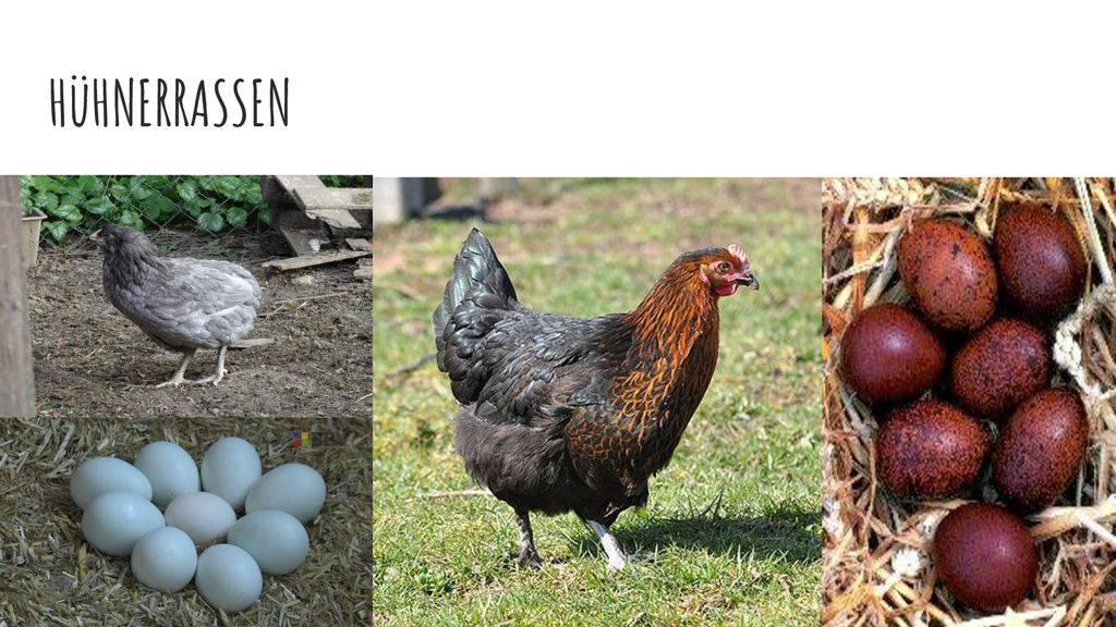HüHNERRASSEN Die Hühnerrasse die legt grüne Eier. Diese Hühner heissen Araucana.