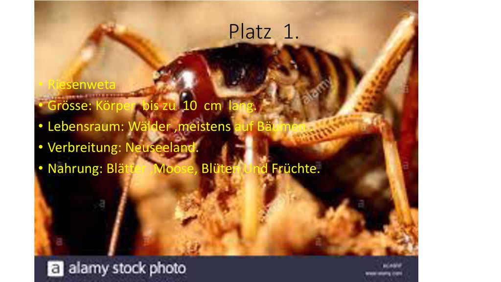 Platz 1. Riesenweta Grösse: Körper bis zu 10 cm lang.