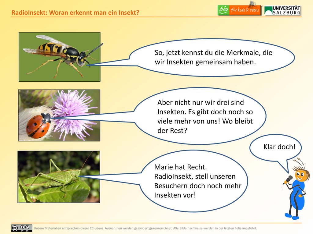 So, jetzt kennst du die Merkmale, die wir Insekten gemeinsam haben.