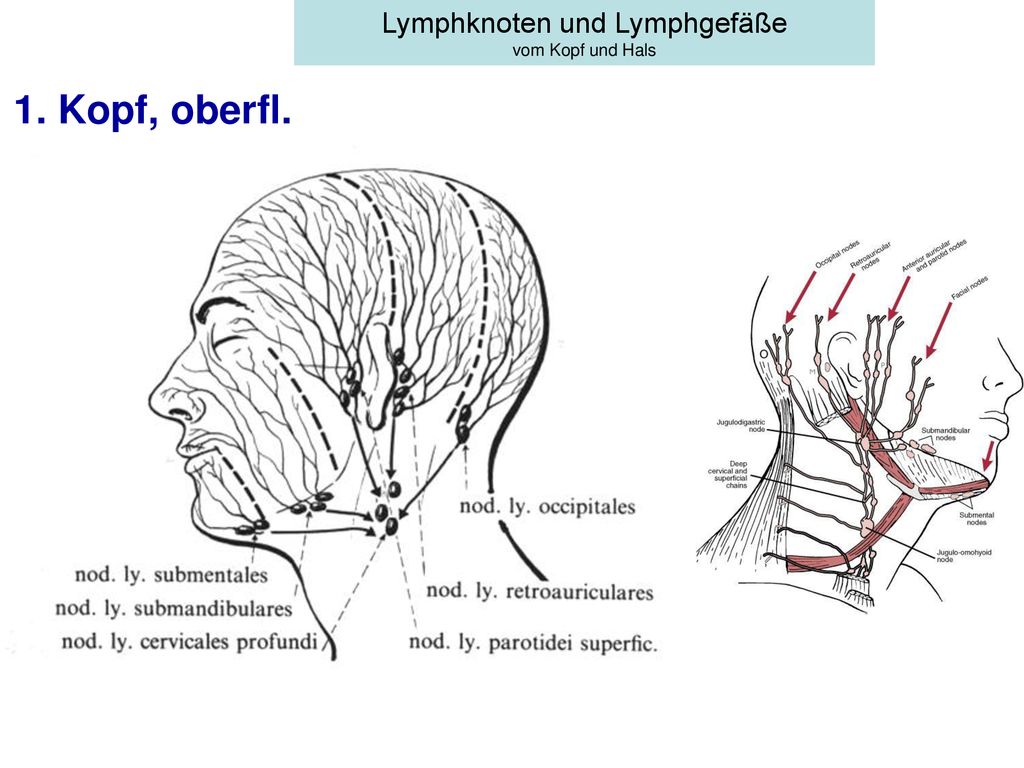 Lymphknoten und Lymphgefäße