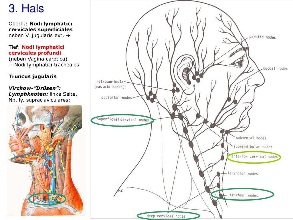 3. Hals Oberfl. : Nodi lymphatici cervicales superficiales neben V