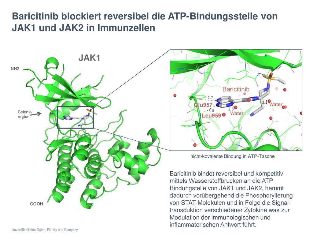 Baricitinib blockiert reversibel die ATP-Bindungsstelle von JAK1 und JAK2 in Immunzellen