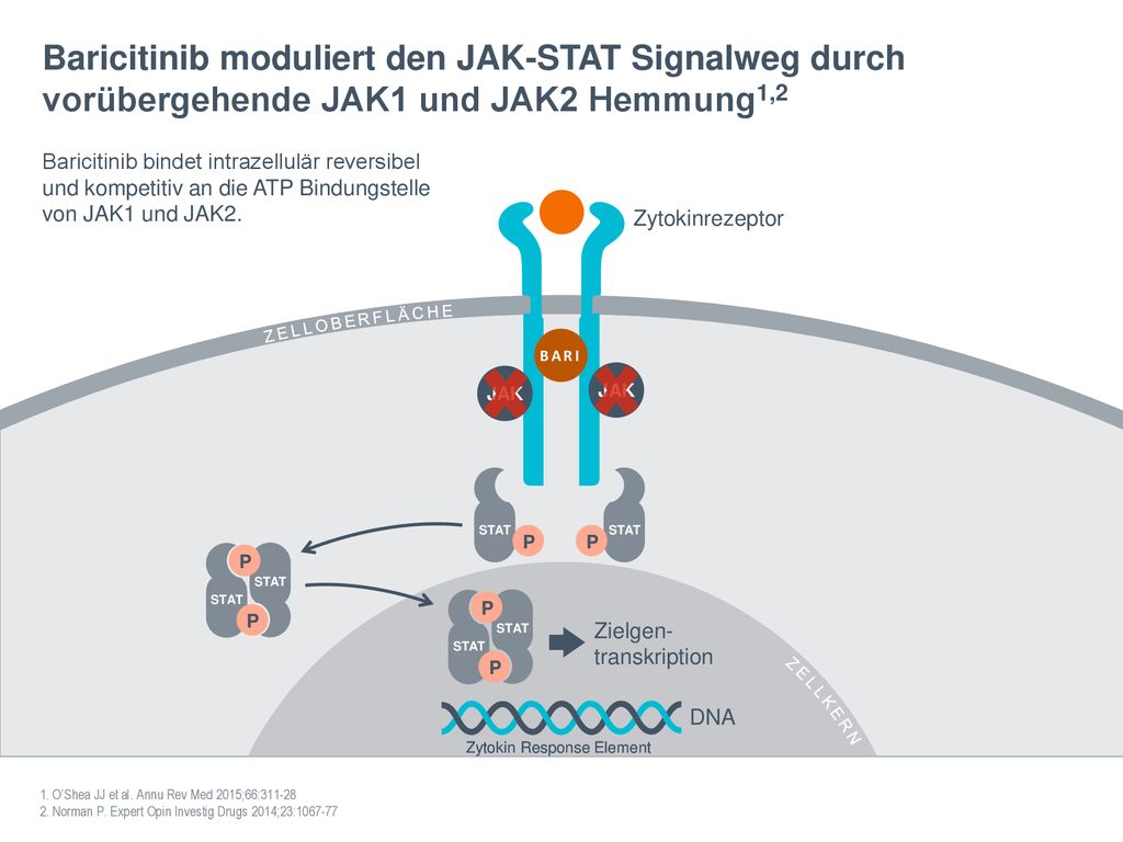 Baricitinib moduliert den JAK-STAT Signalweg durch vorübergehende JAK1 und JAK2 Hemmung1,2