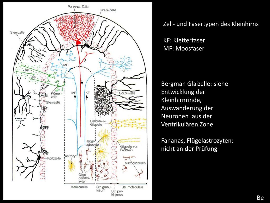 Zell- und Fasertypen des Kleinhirns