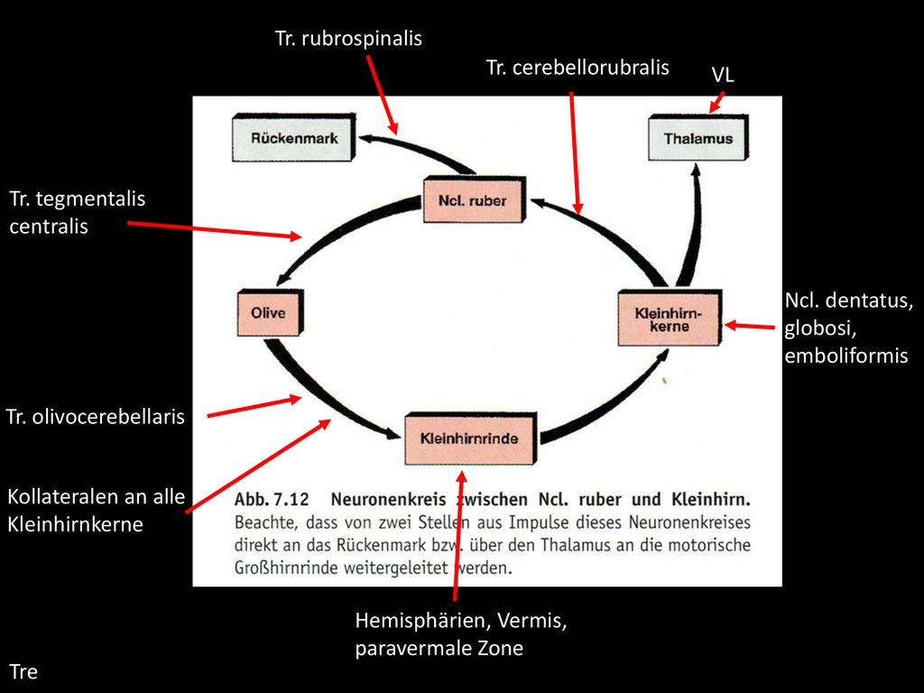 Tr. rubrospinalis Tr. cerebellorubralis. VL. Tr. tegmentalis centralis. Ncl. dentatus, globosi, emboliformis.
