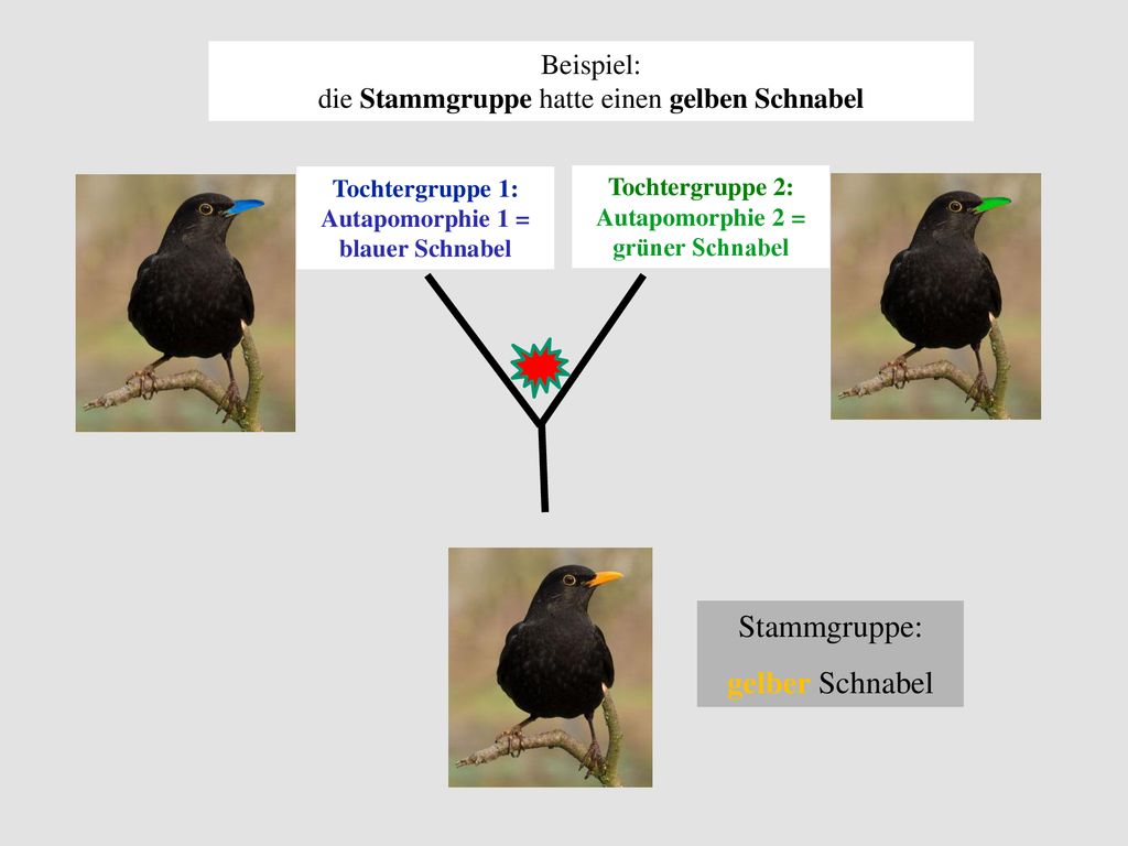 Autapomorphie 1 = blauer Schnabel Autapomorphie 2 = grüner Schnabel