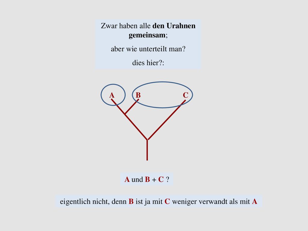 Zwar haben alle den Urahnen gemeinsam; aber wie unterteilt man