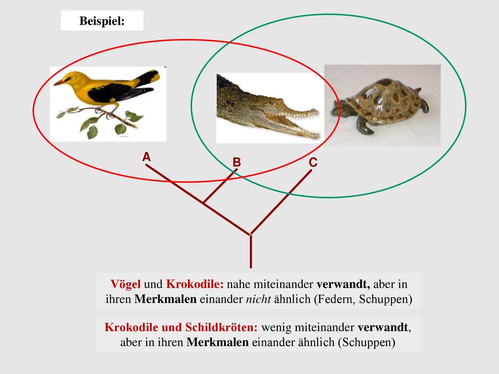 Beispiel: A. B. C. Vögel und Krokodile: nahe miteinander verwandt, aber in ihren Merkmalen einander nicht ähnlich (Federn, Schuppen)