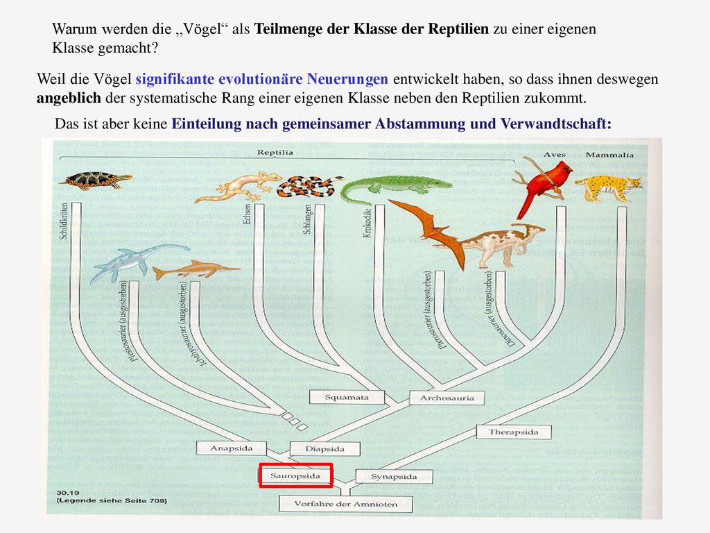 Warum werden die „Vögel als Teilmenge der Klasse der Reptilien zu einer eigenen Klasse gemacht