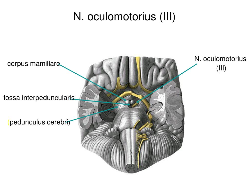 N. oculomotorius (III) N. oculomotorius corpus mamillare (III)