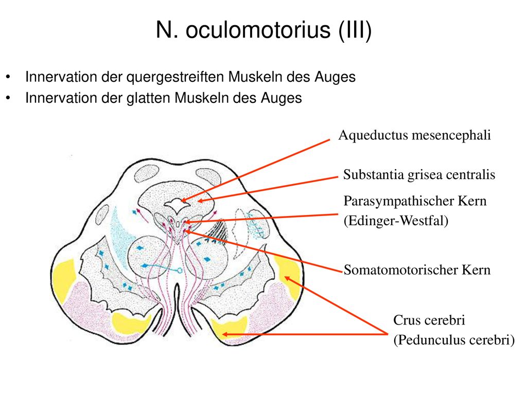 N. oculomotorius (III) Innervation der quergestreiften Muskeln des Auges. Innervation der glatten Muskeln des Auges.