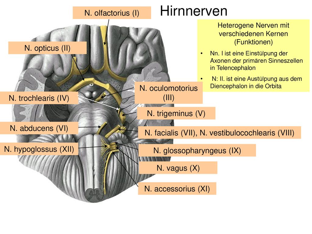 Hirnnerven N. olfactorius (I) N. opticus (II) N. oculomotorius (III)