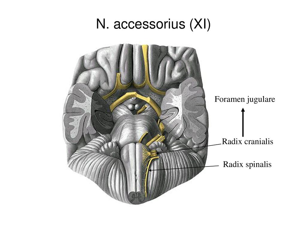 N. accessorius (XI) Foramen jugulare Radix cranialis Radix spinalis